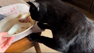 【黒猫大和】「カツオがなくなった？そこにあるのは匂いでバレバレだよ！」