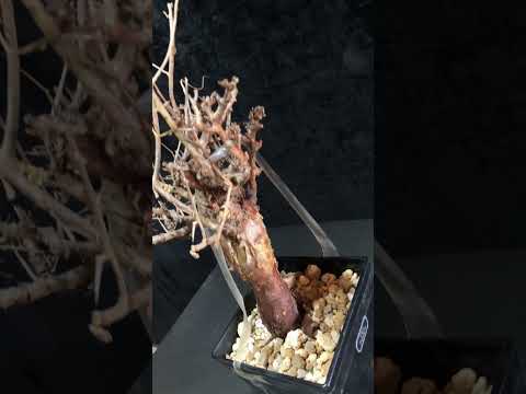 1円～ コンミフォラ・ミルラ 発根管理中 Commiphora myrrha 希少 ベアルート 1円オク 輸入 塊根植物 最落無し