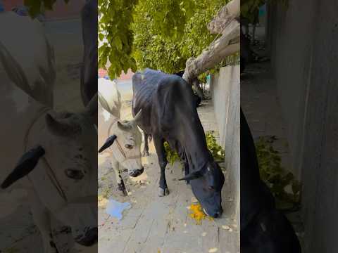 #cow 🐄🥰❤️😍 #youtubeshortsviral #streetfood #varl #terding #youtubeshorts #shorts