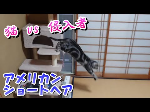 猫vs侵入者「天然の獲物」（アメリカンショートヘア）