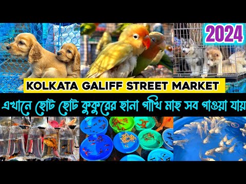 Galiff Street Pet Market Kolkata | Fish market in kolkata | Bird Market| Gallif street kolkata |Tala