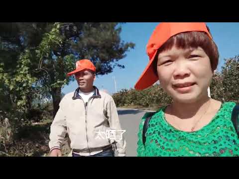 罗定跟团去广西桂林，第一站恭城红岩村，月柿像灯笼，挂满枝头。