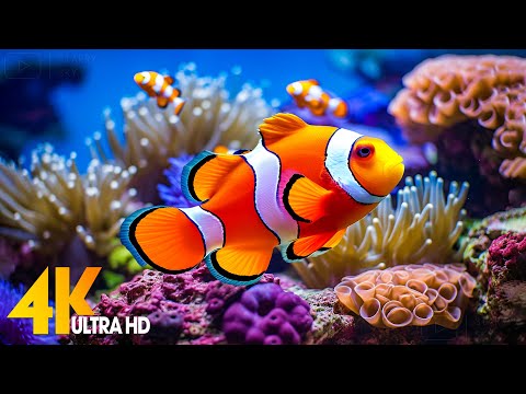 Aquarium 4K VIDEO (ULTRA HD) - Beautiful Coral Reef Fish - Sleep Relaxing Meditation Music