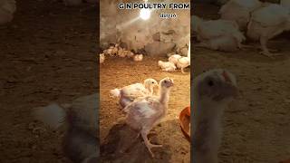 Day 16 boylar chiks #poultrydays #trending #shorts