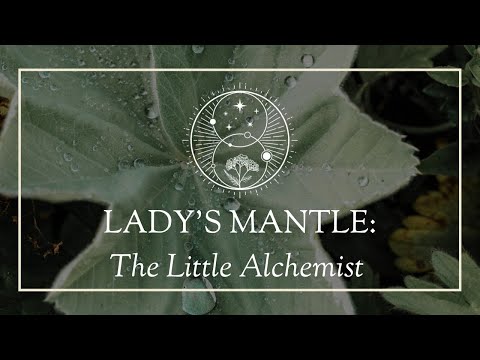 Lady's Mantle: The Little Alchemist