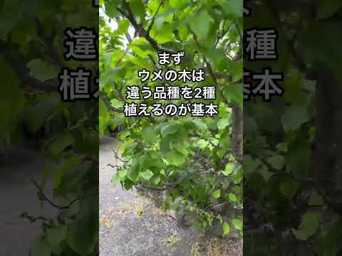 【もっと早く知りたかった】ウメの木の実がならない理由　#ガーデニング #家庭菜園 #果樹