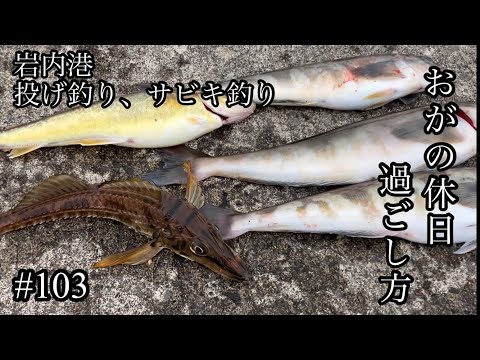 オガの休日過ごし方#103岩内港投げ釣り、サビキ釣り