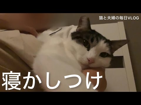 猫と夫婦の毎日VLOG#440 大猫の寝かしつけ