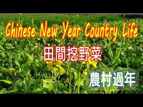 Chinese New Year country life, digging wild vegetables in the field，中國新年鄉村生活，田野裡面挖野菜【阿云网事】#25