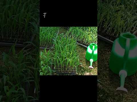 鳥の巣棚田【とうもろこし移植作業】ショートver#shorts #とうもろこし栽培 #鳥の巣棚田