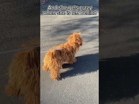 How Sunny and Molly are like during our walks #pomeranian #goldendoodle #funny #dogs #cute #dogwalk