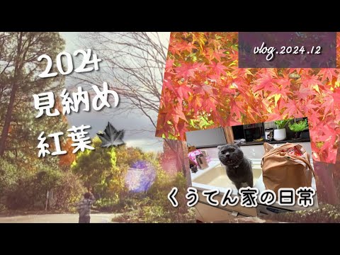 【散歩】2024見納め紅葉/大阪河内長野市花の文化園/猫との暮らし/40代主婦