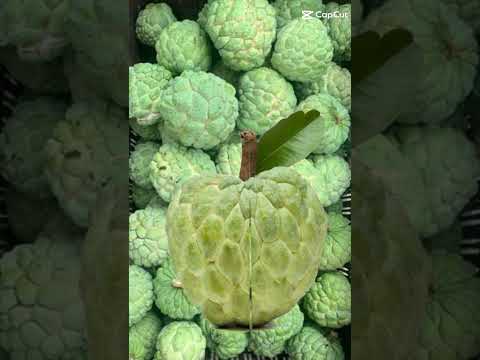 #SUGARAPPLE#sweetfruit#short