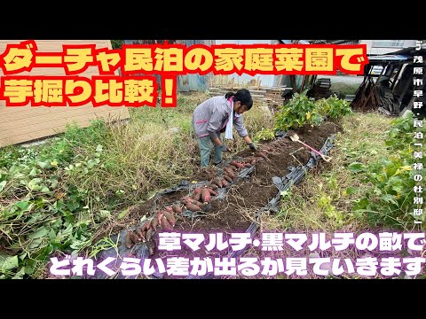 ダーチャ民泊の家庭菜園で芋掘り比較！【里山再生・土壌改善・開拓型農業アクティビティ里山体験受付中】