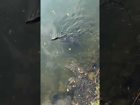 Monitor Lizard in Singapore