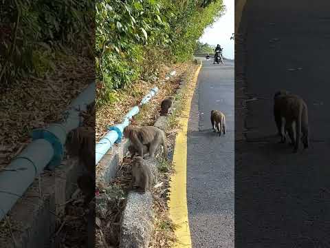 獼猴過馬路Monkeys safety cross the road