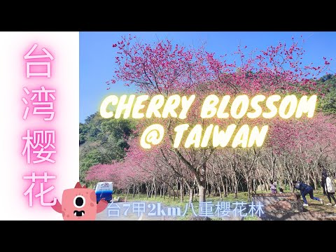 Cherry Blossom in Taiwan? A Less Crowded Hidden Gem at Yilan 台湾宜兰樱花绽放的魅力