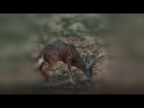 Single Bevel Broadhead Test - IRON WILL - Slow Motion Broadhead Field Test