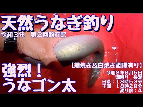 令和3年6月5日 うなぎ釣り (天然うなぎ)  第2回釣行記 ドバミミズ使用