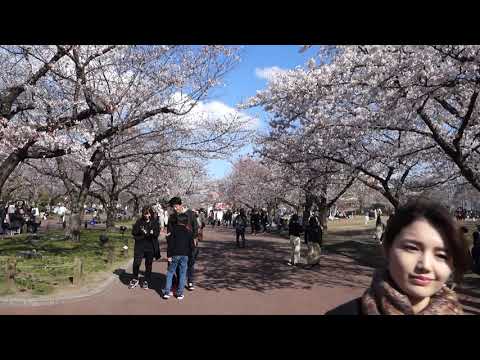 大阪萬博紀念公園賞櫻