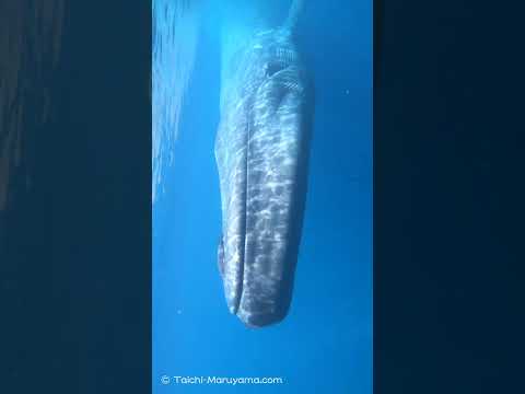 🐋地球史上最大級の生物／シロナガスクジラが目の前に！