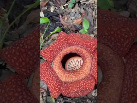 好幸运第二次来沙巴，再次看到霸王花的盛开，而且还是两朵！🤩🤩🤩#rafflesia