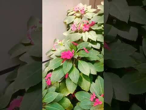 impatient flowers or balsam flowers/Naliniravindraprasad/short