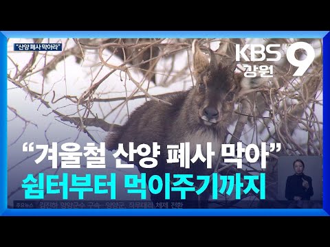 “겨울철 산양 폐사 막아”…쉼터부터 먹이주기까지 / KBS  2025.01.02.