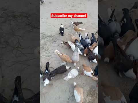 #beautiful #pigeon #kabootar #mostbeautiful #funnyshorts #sadstatus #comedyvideos #bird #funnyvideos