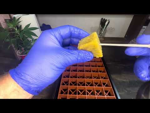 Cannabis Cloning Tutorial #1 - Callous Tech