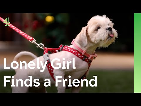 A Shih Tzu melts a lonely little girls heart | The Dog House 🐶 | Lexi the Shih Tzu