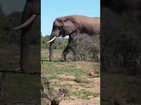 Big Elephant in the world #elephant  #animals #shorts