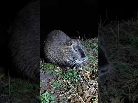 Nutria