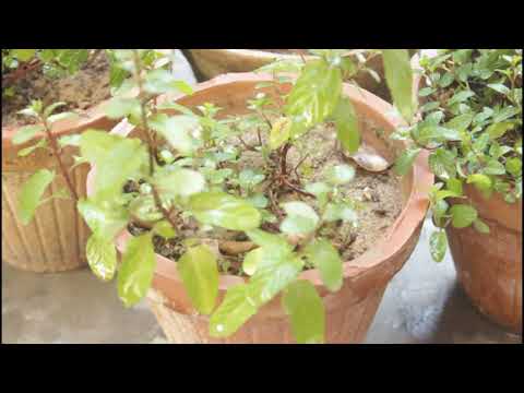 Easiest Method for Beginners to Grow Mint at Home