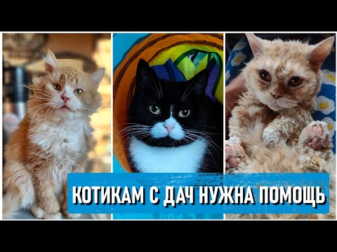 День стольника на канале  ОЧЕНЬ НУЖНА ПОМОЩЬ В ЗАКУПКЕ КОРМА ПЕРЕД НГ  + 15 животных за полтора меся