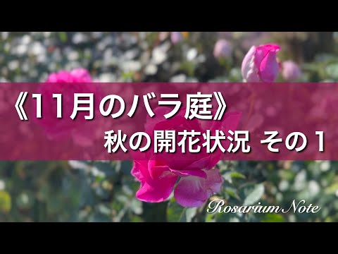 《１１月のバラ庭》秋の開花状況 その１