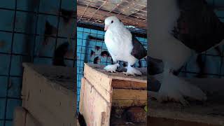 #pigeon #pigeontypes #pigeonbreeds #viralshort #like #subscribe #pigeinlover 🕊️🕊️ #sirali #Harda