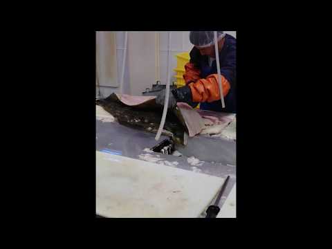 C32【10カナダ進出調査記録2016】 TSUKIJI FISH MARKET Inc  by 市場系youtuber疋田拓也Takuya Hikita～Vancouver island～