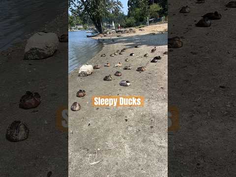 Many ducks are taking an afternoon nap while sunbathing