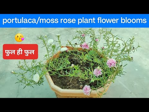 Portulaca/moss rose plant flower blooms | tips for increasing flower on portulaca plant