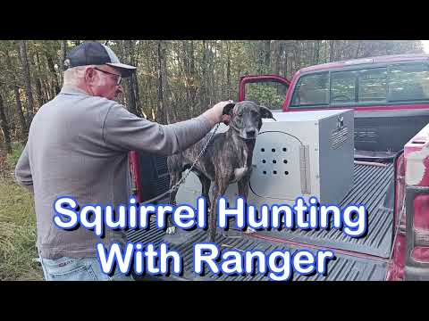 Dry Creek Hunting Dogs With Ranger 12 1 2023