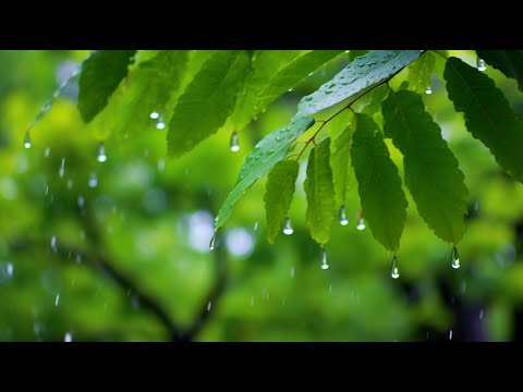 無廣告版 🎶 流水音樂 🎶 水聲音樂, 睡眠轻音乐, 白噪音, 睡眠音樂 輕柔鋼琴和大自然流水聲&鳥鳴聲 ☕ 讀書 & 專心 & 紓壓