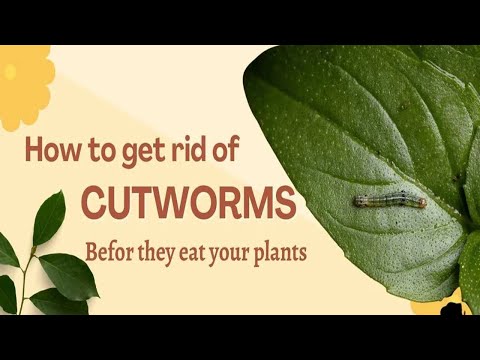 Eliminate Cutworms Forever with These Proven Methods