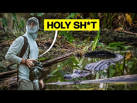 Up-Close with Alligators in Big Cypress | Everglades Send