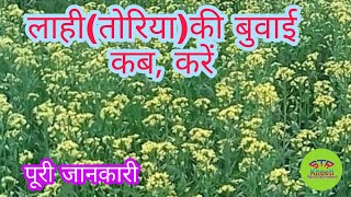 तोरिया, लाही की बुवाई करें।How to cultivate advanced Toria, Lahi