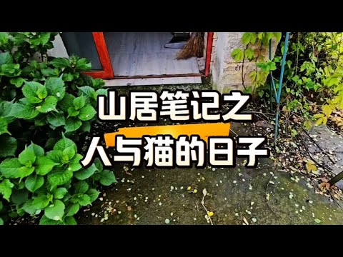 山居笔记之人与猫的日子