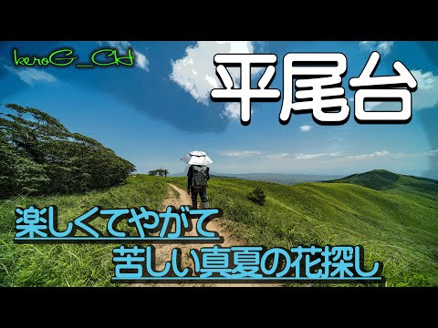 【平尾台 SIGMA fpL】楽しくてやがて苦しい真夏の花探し