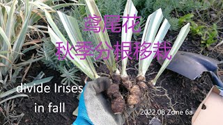 秋天给鸢尾分株How to Divide Irises (Zone6a)