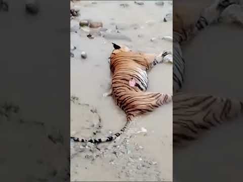 Tiger moments. Jim Corbett National Park Uttarakhand Ramnagar india