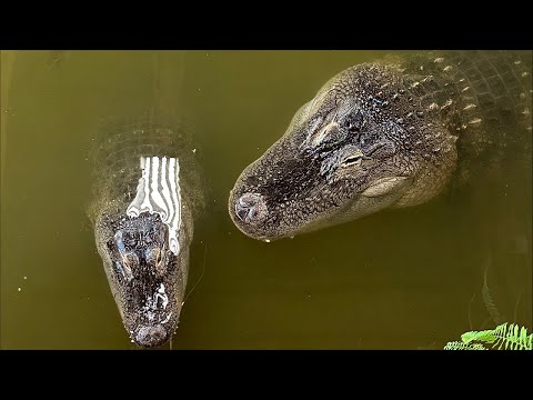 Alligator Sunday Night FEEDING!!! 😱🐊